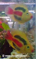 Dyed Fish