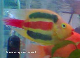 Dyed Fish