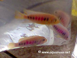 Dyed Fish