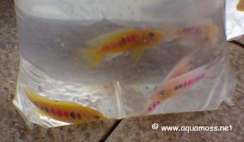 Dyed Fish