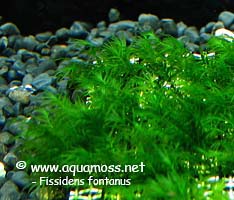 Fissidens fontanus