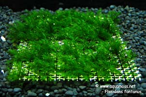 Phoenix Moss - Fissidens fontanus