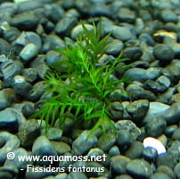 Phoenix Moss - Fissidens fontanus