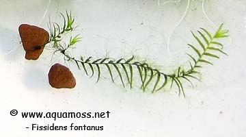 Fissidens fontanus