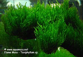 Flame Moss - Taxiphyllum sp.