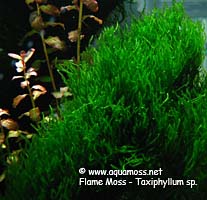 Flame Moss - Taxiphyllum sp.