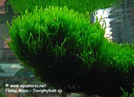Flame Moss - Taxiphyllum sp.