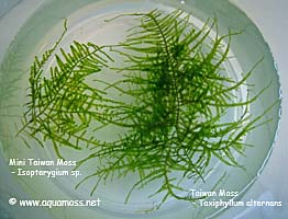 Mini Taiwan Moss - Isopterygium sp.