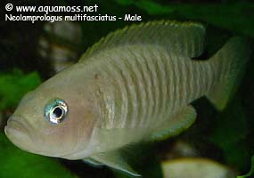 Neolamprologus Multifasciatus