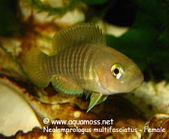 Neolamprologus Multifasciatus