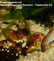 Neolamprologus Multifasciatus