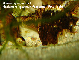 Neolamprologus Multifasciatus