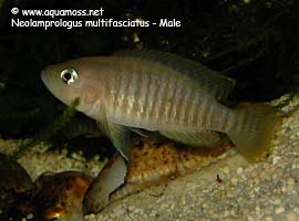 Neolamprologus Multifasciatus