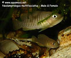 Neolamprologus Multifasciatus