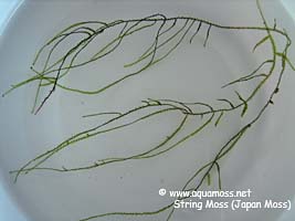 String Moss (Japan Moss)