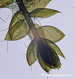 Taxiplyllum sp. "Peacock Moss"  - Cell Structure