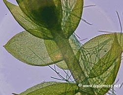 Taxiplyllum sp. "Peacock Moss" - Cell Structure