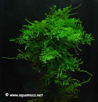 Singapore Moss - Vesicularia dubyana