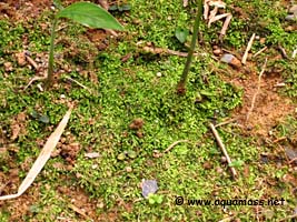 Singapore Moss - Vesicularia dubyana