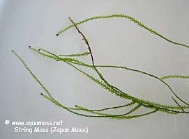 String Moss (Japan Moss)