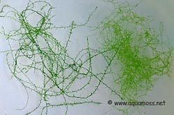 Stringy Moss - Leptodictyum riparium