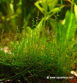 Stringy Moss - Leptodictyum riparium