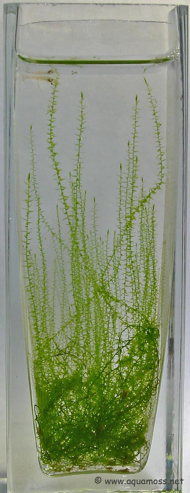 Leptodictyum riparium или Stringy Moss