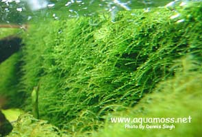 Taiwan Moss - Taxiphyllum alternans