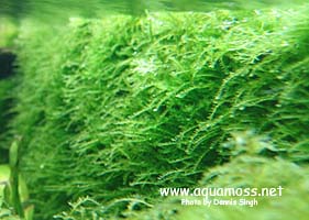 Taiwan Moss - Taxiphyllum alternans