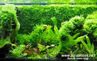 Taiwan Moss - Taxiphyllum alternans