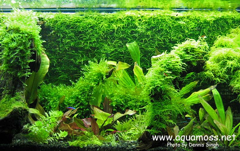 Aquarium Java Moss