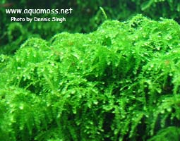 Weeping Moss - Vesicularia ferriei