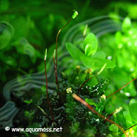 Sporophyte of moss