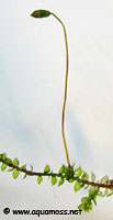 Sporophyte