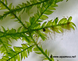 Rhizoids on Java Moss