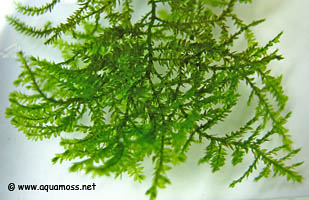 Submersed Singapore Moss